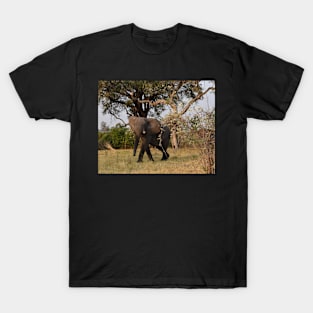 Young African Bull Elephant T-Shirt